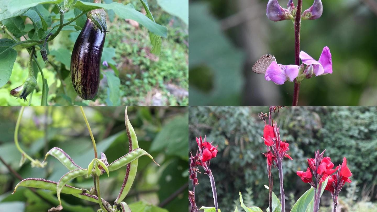 农家菜园里生长的蔬菜和鲜花