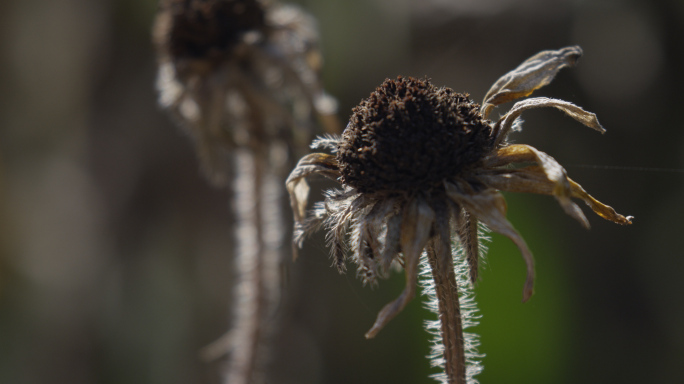 秋天萧瑟，衰败枯萎的花朵，残败蜘蛛网