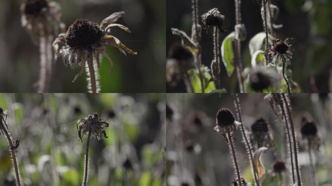 秋天萧瑟，衰败枯萎的花朵，残败蜘蛛网