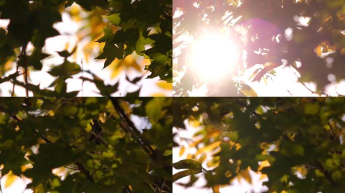 阳光刺眼 穿过树叶