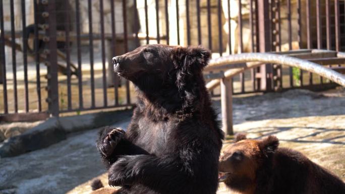 动物园里黑熊被喂食