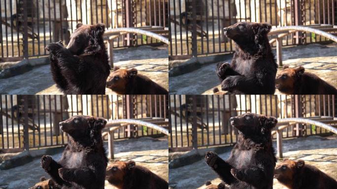 动物园里黑熊被喂食