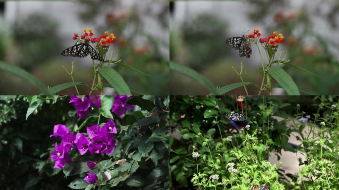 慢镜头蝴蝶飘舞于花间叶隙2
