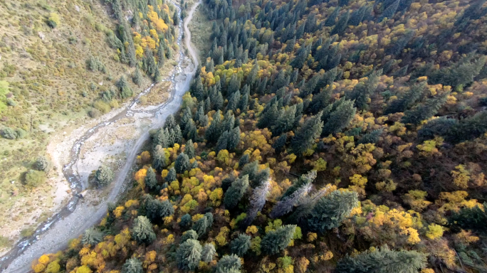 4K穿越机航拍国家深林公园溪流自然树林