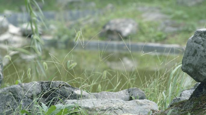 随风吹动的野草，狗尾巴草，蕨类