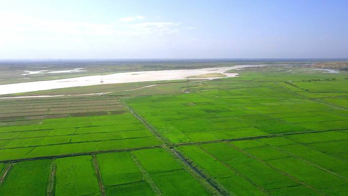 万亩稻田-黄河岸边-河流大地田野