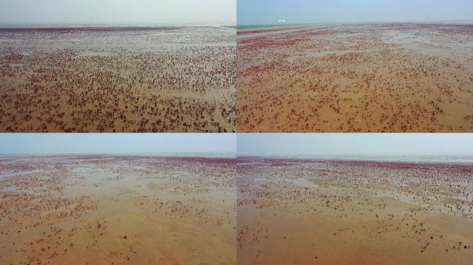 航拍东营红滩湿地滨海公园