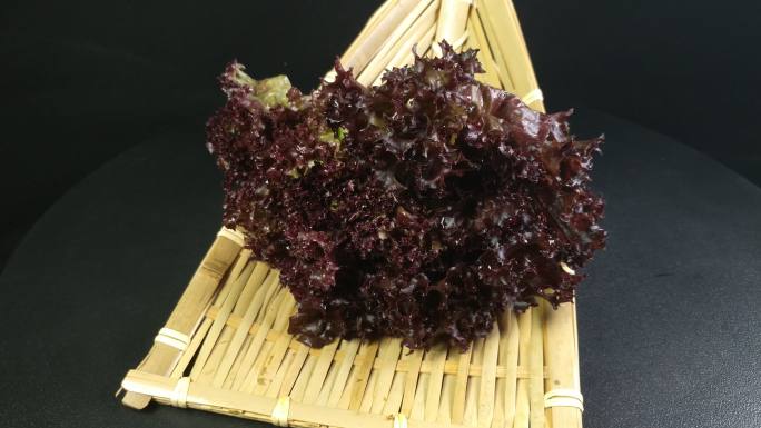 红珊瑚紫叶菜生菜