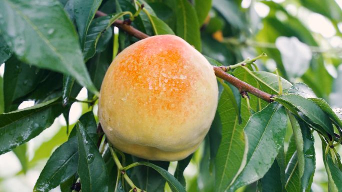 农业园桃子采摘水果丰收