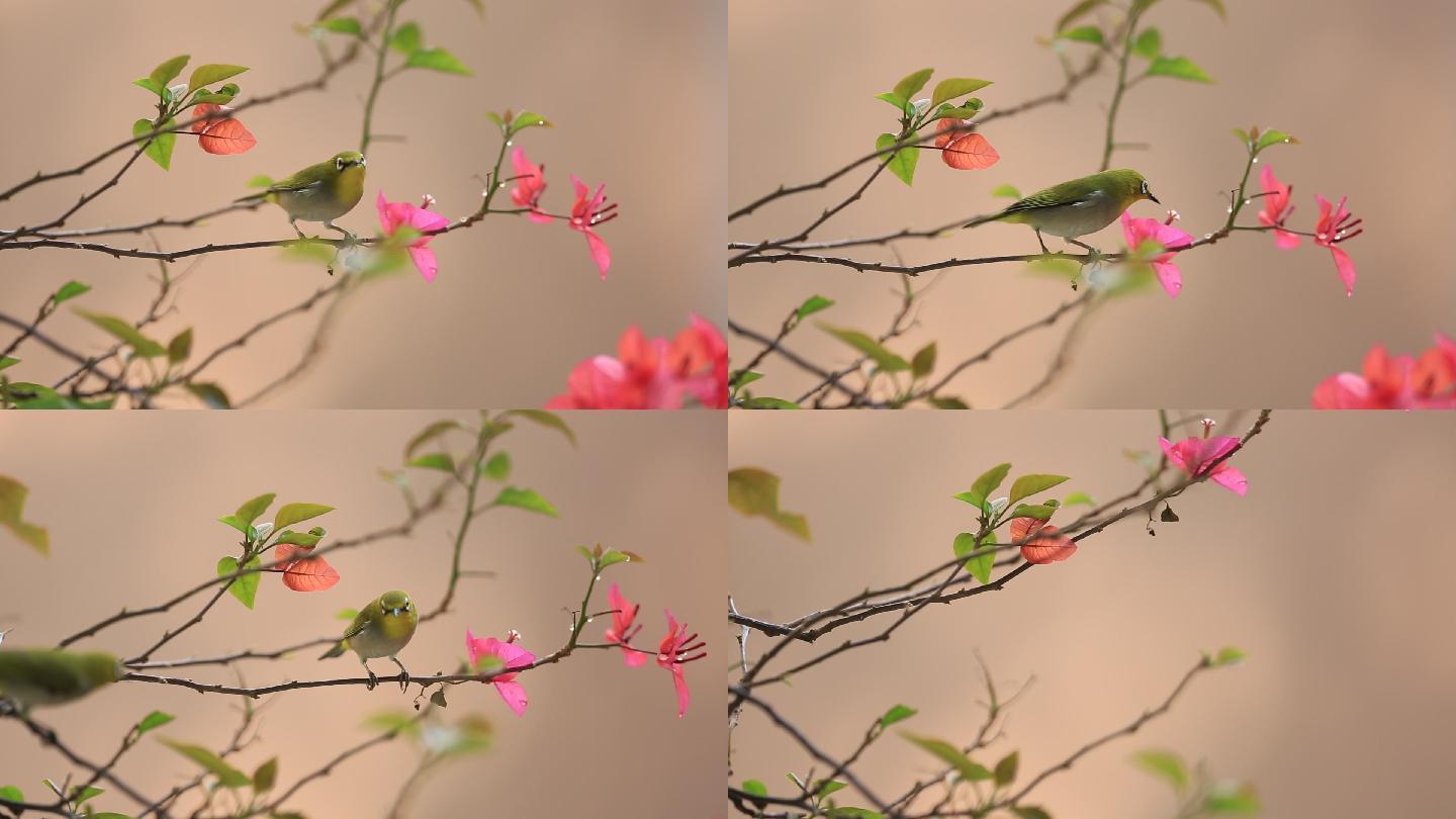 鸟语花香