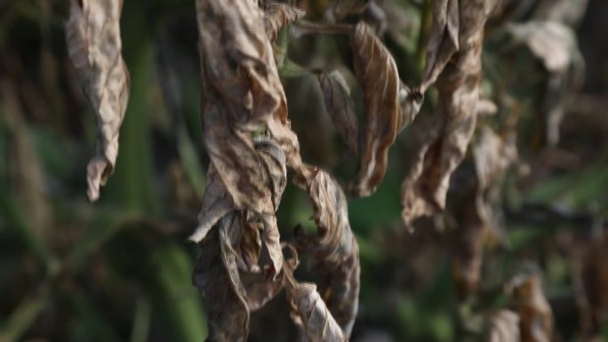 枯萎植物叶子枯萎农作物枯萎农业