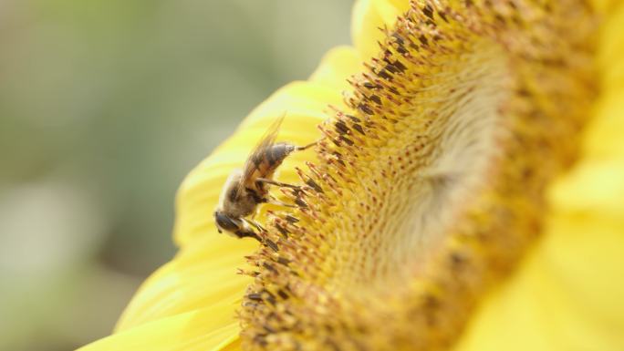 微距蜜蜂采蜜向日葵