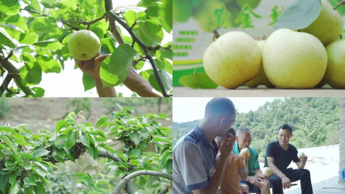 梨树梨子梨园梨特写采摘摘梨吃梨水果果园