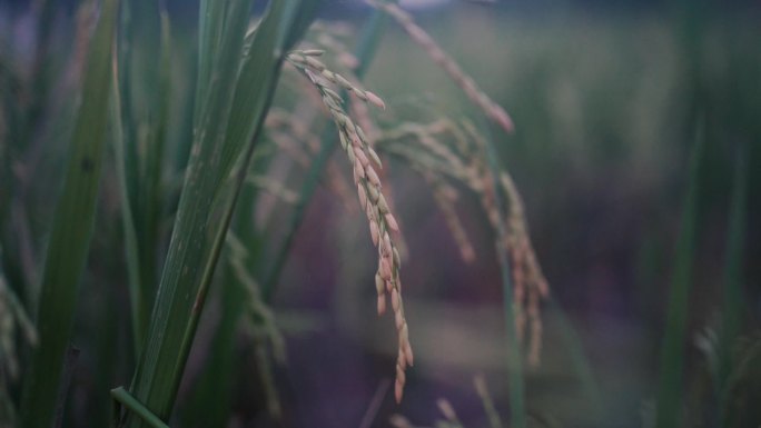 水稻种植农村农田农业三农政策