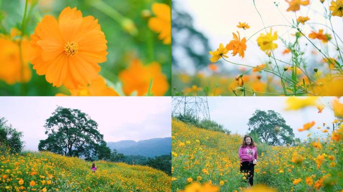 黄秋英、黄花波斯菊 美女花海奔跑