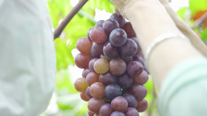 葡萄熟了葡萄园采摘葡萄素材