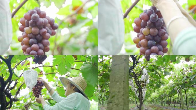 葡萄熟了葡萄园采摘葡萄素材