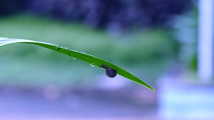 【4K高清】海边雨后在草叶子下避雨的蜗牛