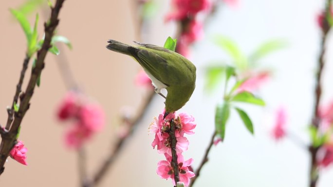 鸟语花香