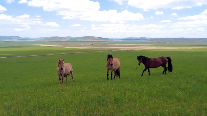 4k拍摄在辽阔的草原上的三匹马以及马群