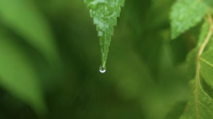 植物露水大合集、树叶水珠露珠 滴水水滴