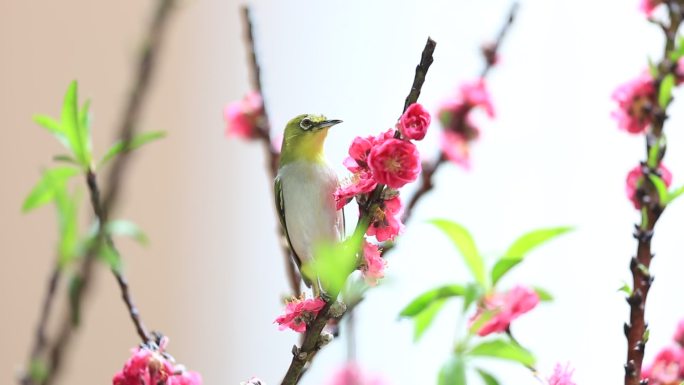 鸟语花香