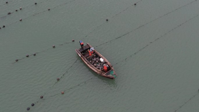 山东荣成龙须岛的海带养殖区航拍4K