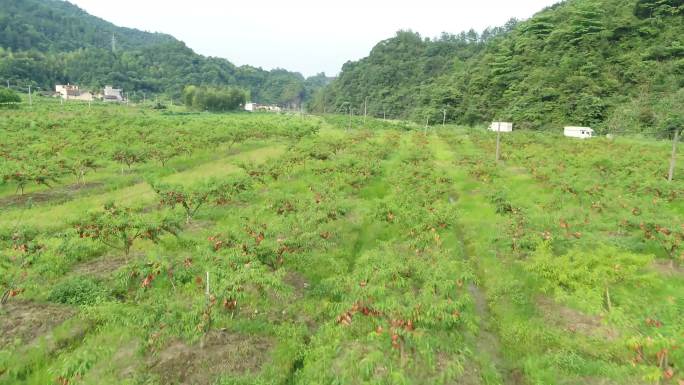 乡村 乡村航拍 山 山峰 山村道路 农田