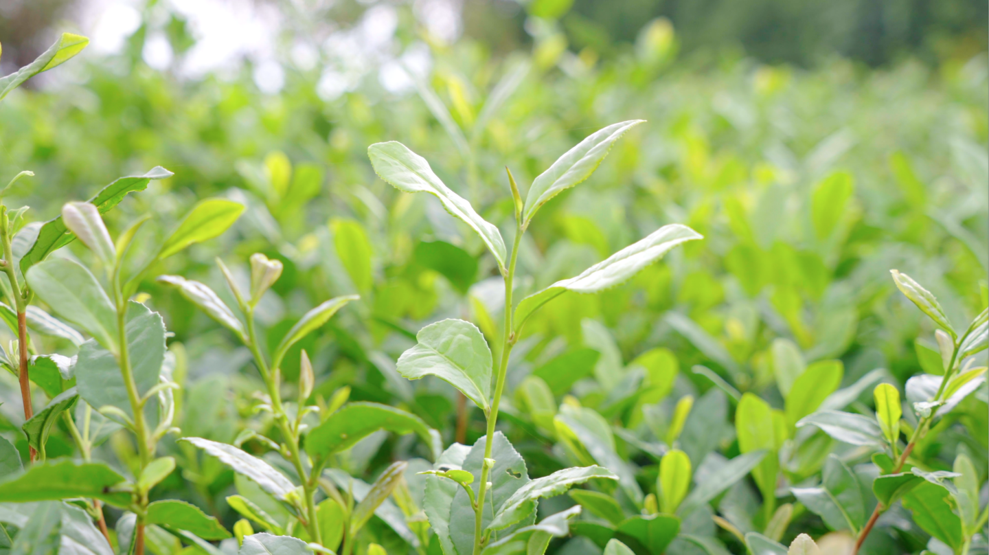 4K崂山茶园采茶-茶道