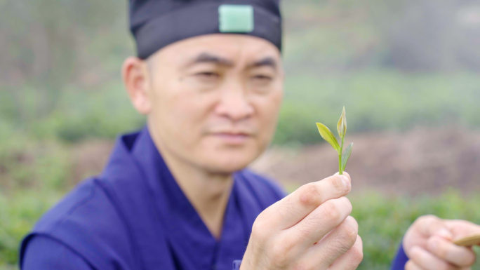 4K崂山茶园采茶-茶道