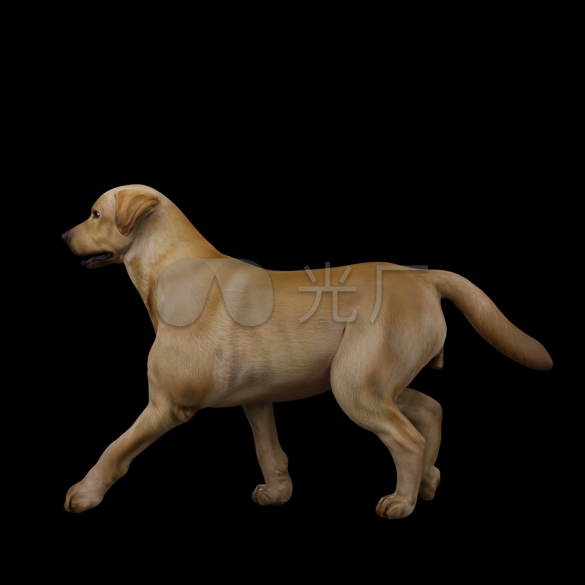 Shiba Inu Hd Transparent, A Running Cute Shiba Inu, Shiba, Pet, Dog PNG Image For Free Download