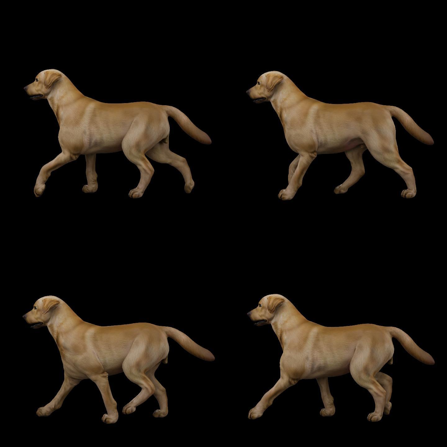 狗走路四足动物走路侧面循环动画