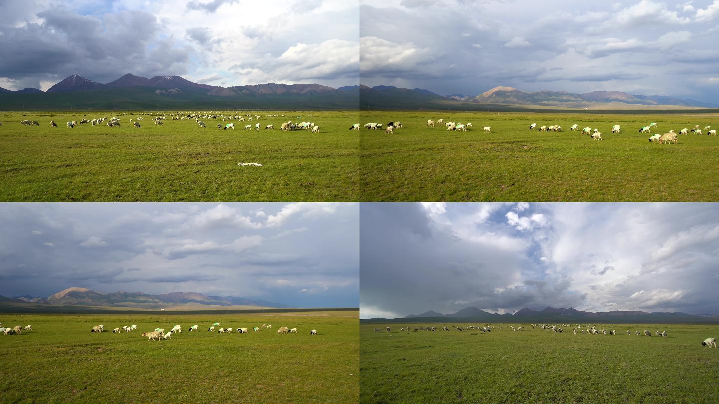 黑头羊草原羊群自然风光4k素材