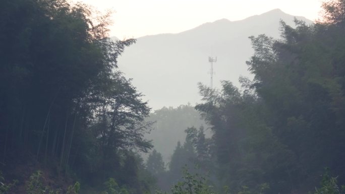 4k乡间森林烟雾缭绕的清晨