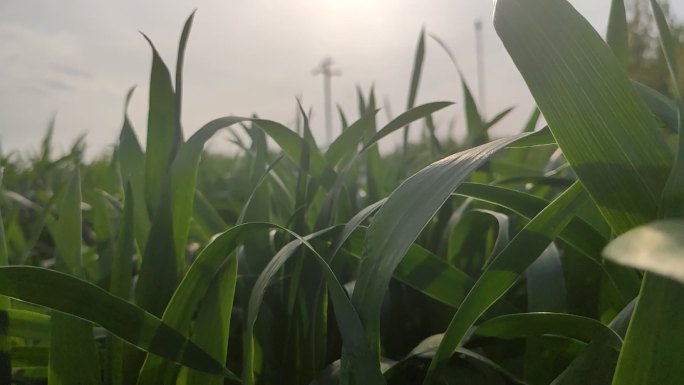 小麦慢镜头120帧升格拍摄