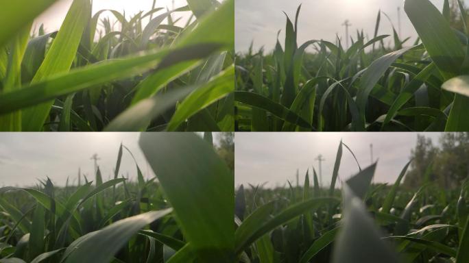 小麦慢镜头120帧升格拍摄