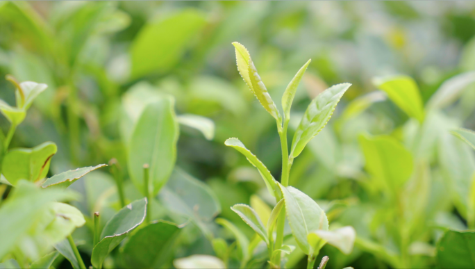 4K 茶园采茶-品茶喝茶-崂山绿茶