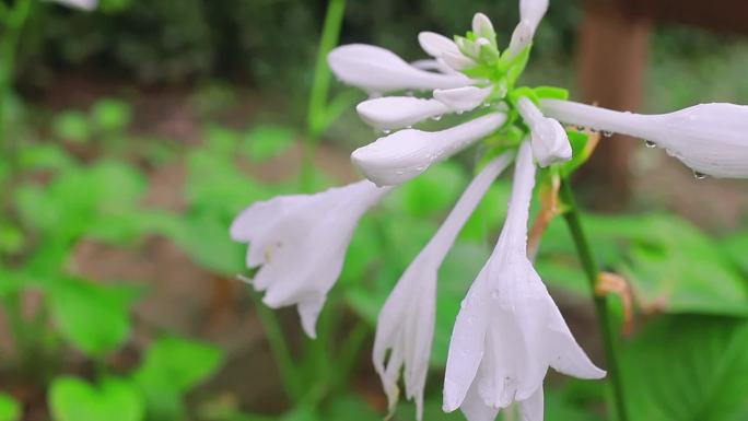 小白花