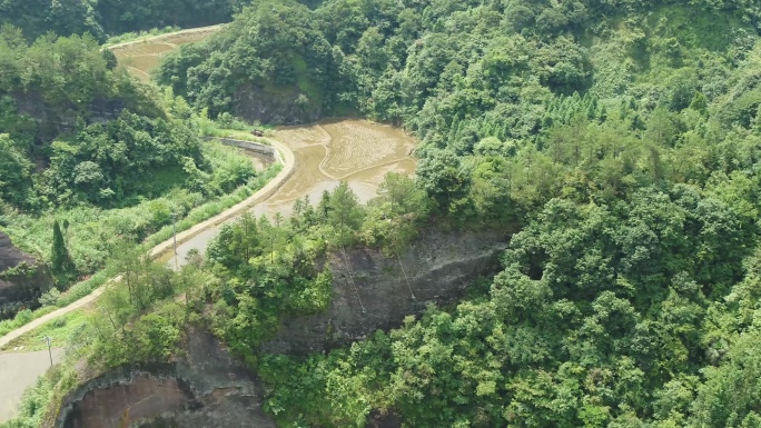 乡村 采摘铁皮石斛 山 铁皮石斛 农田