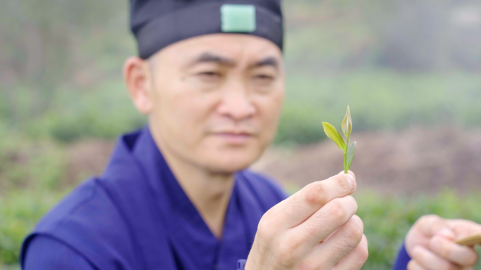 4K一叶好茶-茶园茶叶品茶喝茶