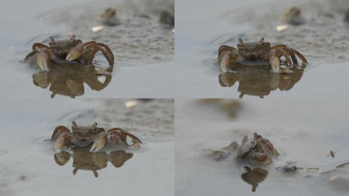 大螃蟹