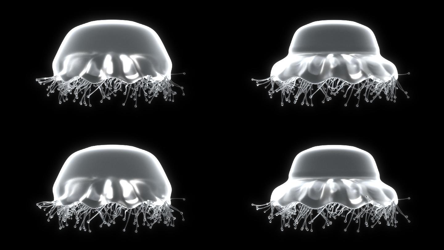 水母循环游动1