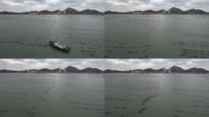 山东荣成龙须岛的海带养殖区航拍4K