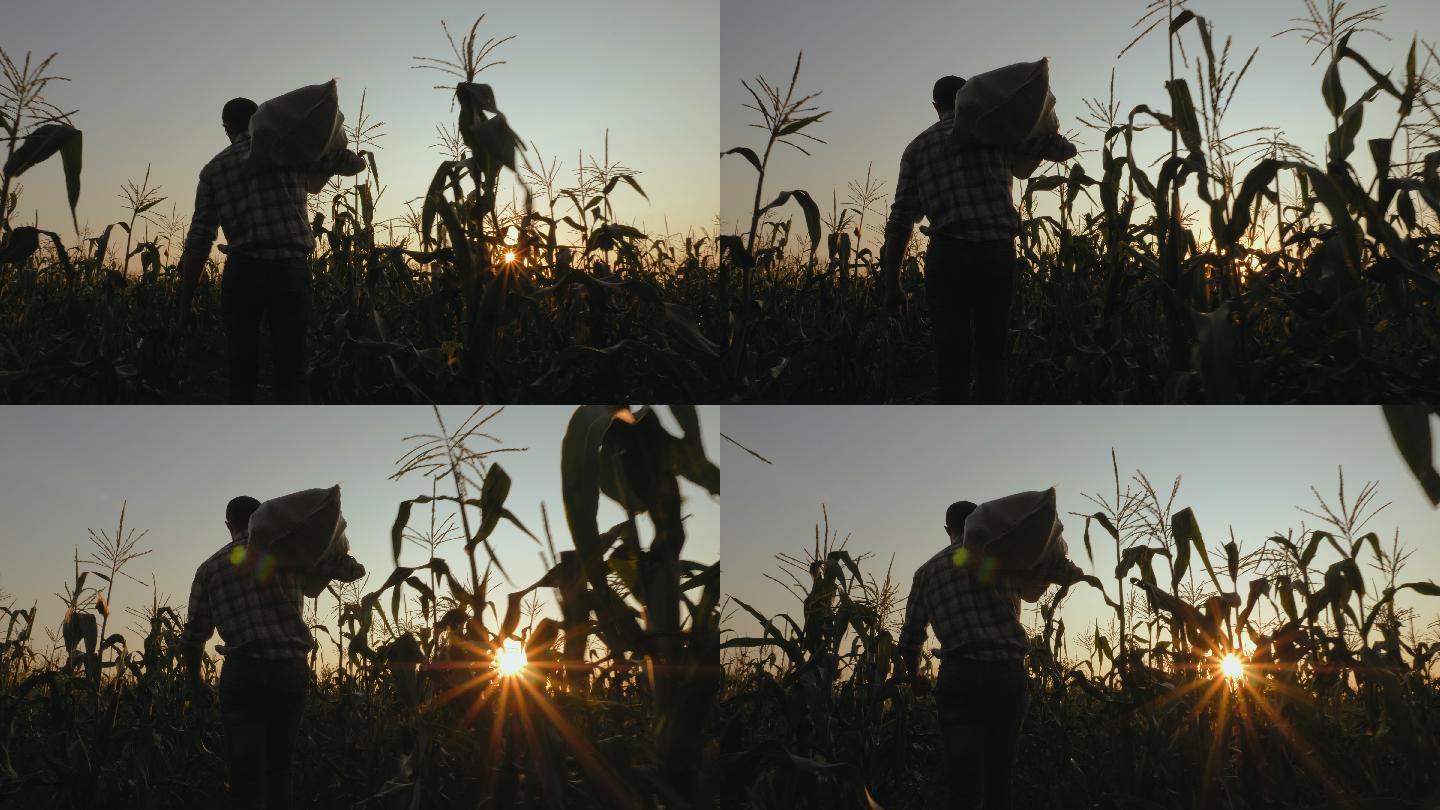 农民在田里拿着一袋玉米