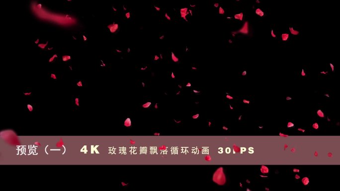 2组4K玫瑰花瓣舞动循环动画30FPS