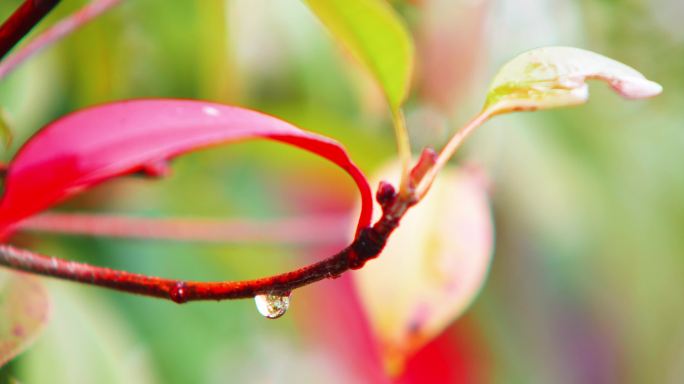 大自然唯美雨后枫叶露珠水滴花卉