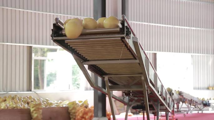 柚子自动化初加工粗加工柚子打包装生产线