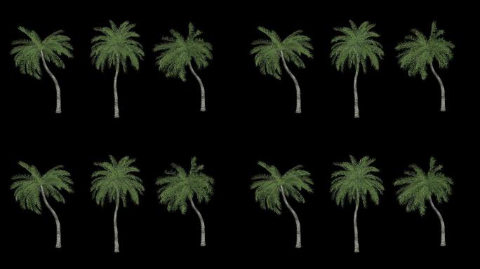 3款椰子树