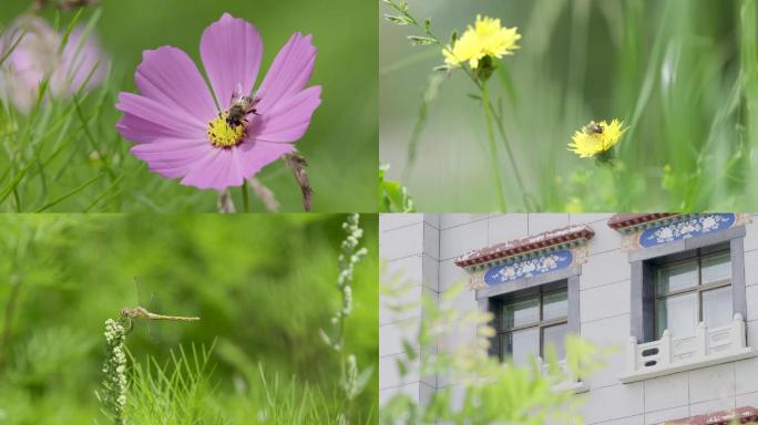 树叶花朵蜜蜂蜻蜓学校格桑花植物春天花绿色