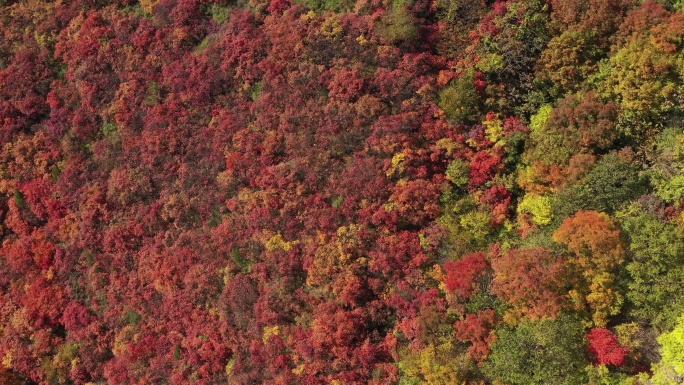 柏尖山树木绿叶红叶航拍特写